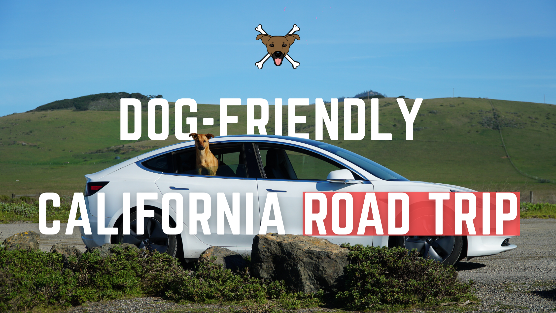 Chasing Dog‑Friendly Spots Down the California Coast Part 1
