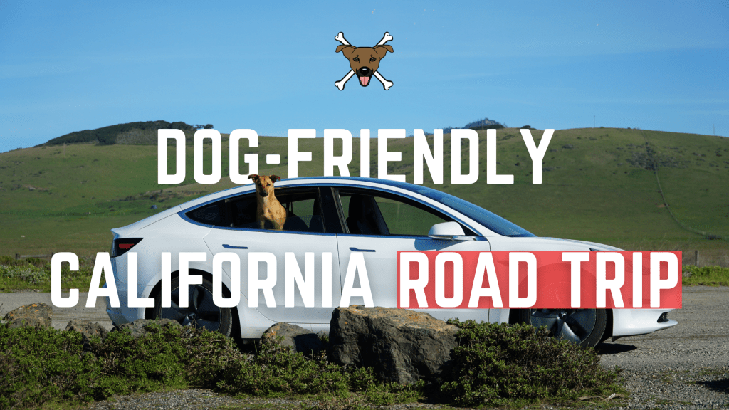 Chasing Dog‑Friendly Spots Down the California Coast Part&nbsp;1