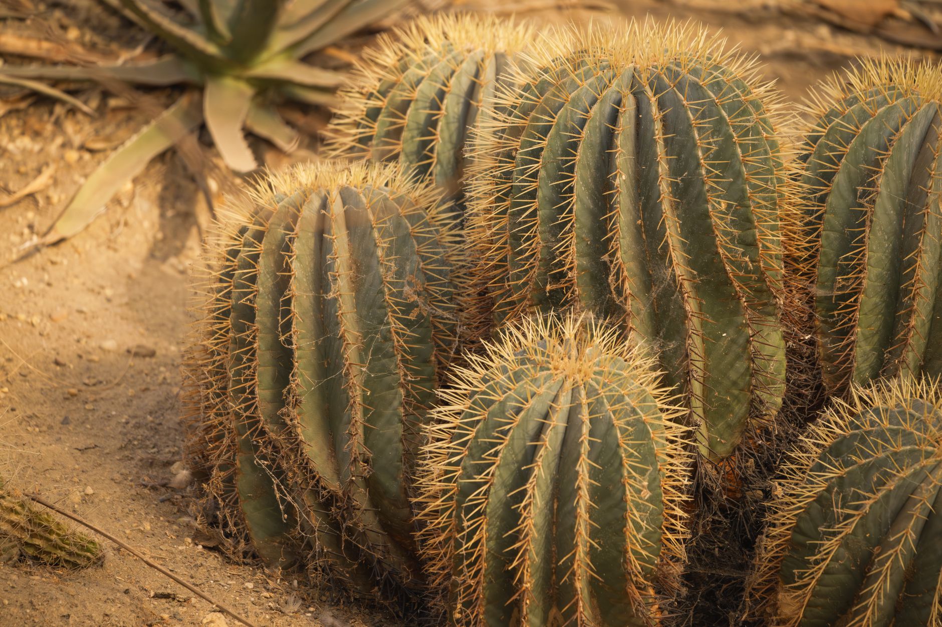 vibrant golden barrel cacti in desert landscape